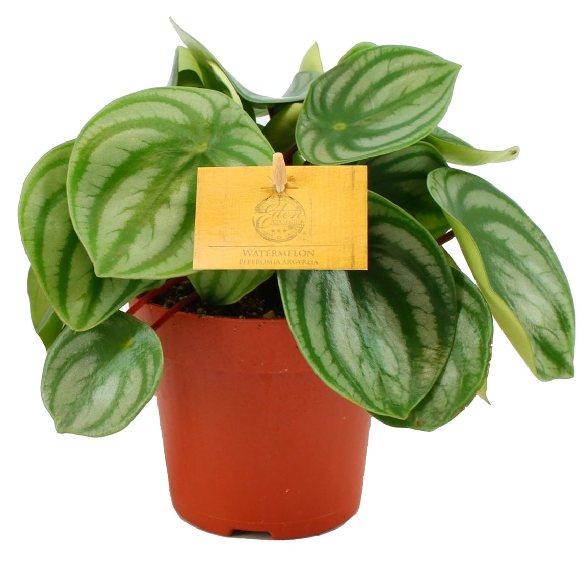 Peperomia Argyreia 'Anguria Begonia' - Pianta Da Interno 15-25 Cm, Purificante E Colorata