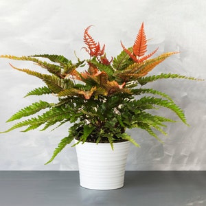 May include: A green fern plant with reddish-brown fronds in a white ceramic pot. The plant is potted in a white ceramic pot with a textured surface.