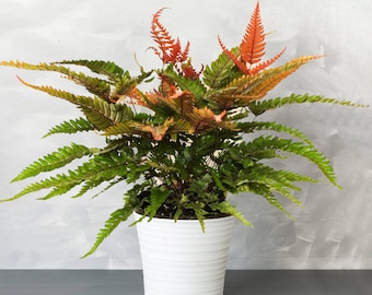 Pteris Tricolor - Painted Brake Fern | 25-35cm with Pot | Best Indoor Plants