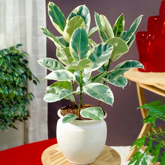 Plante Ficus Tineke (Figuier Caoutchouc) - Pot 6cm - Hauteur 15cm - Plante D'Intérieur Verte - PLNTS