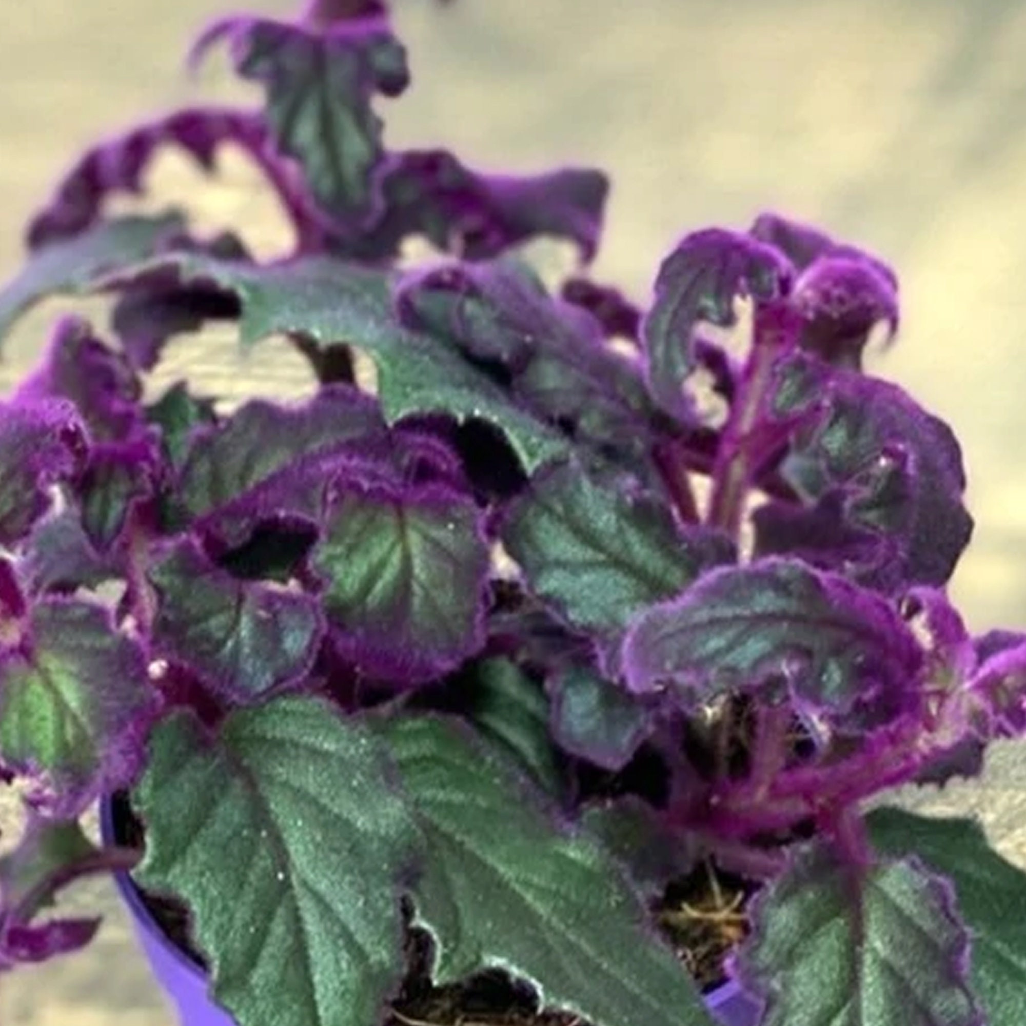 Gynura Purple Passion Velvet Plant Indoor Home Office Etsy UK
