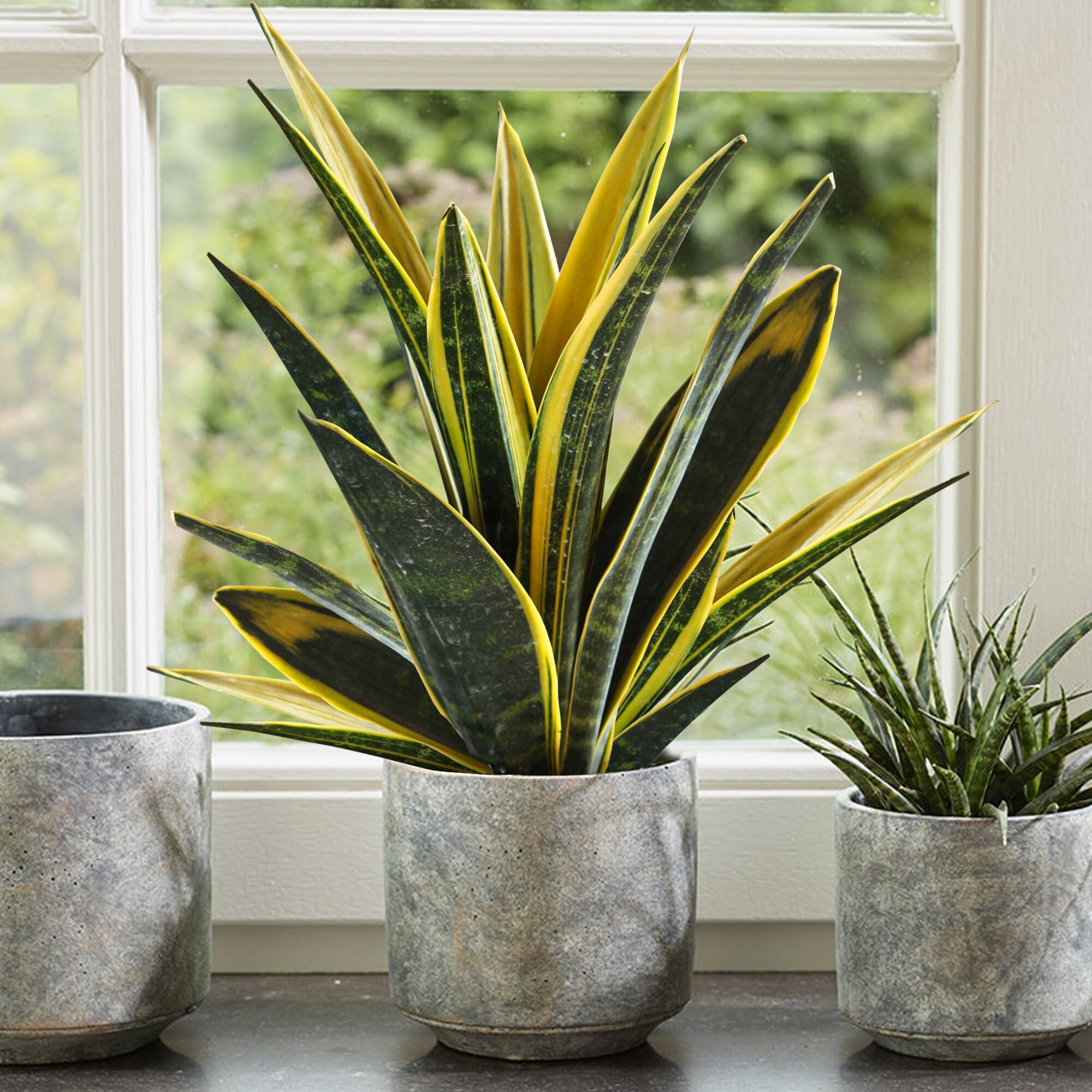 3. Black And Golden Flame: An Exotic Sansevieria