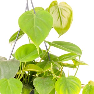 Philodendron scandens Climbing Sweetheart Plant with Hanging Basket 15cm image 4