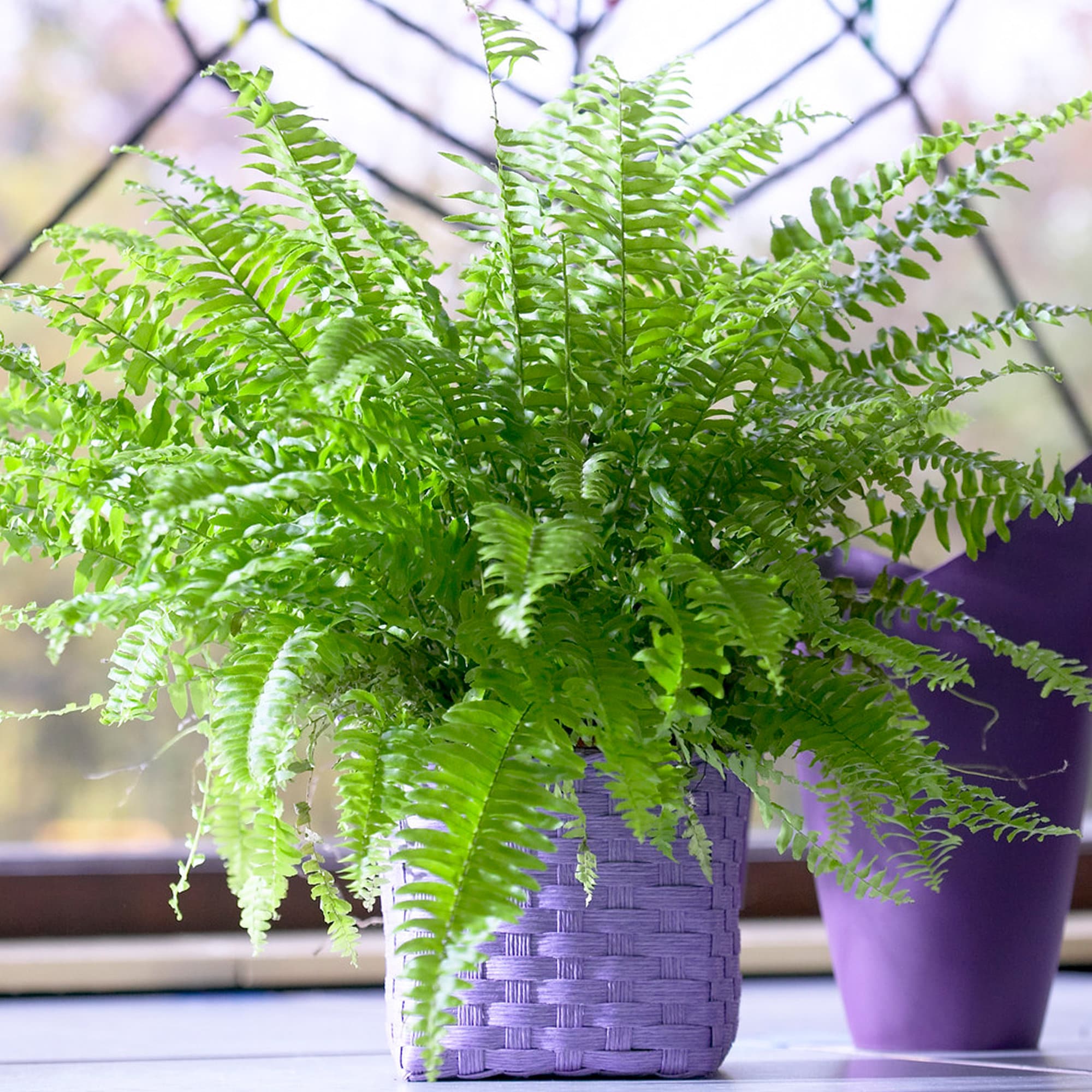 boston fern good for cats