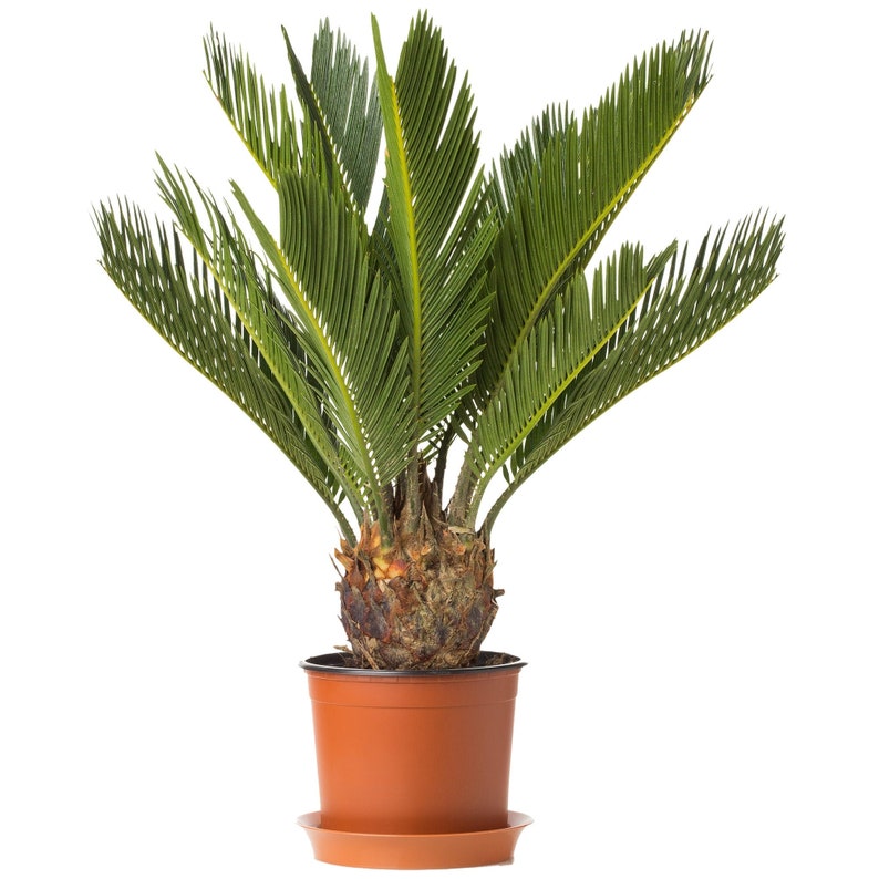 Perennial Cycas Revoluta Sago Palm Home or Office Plant 30-40cm Incl. Pot image 2
