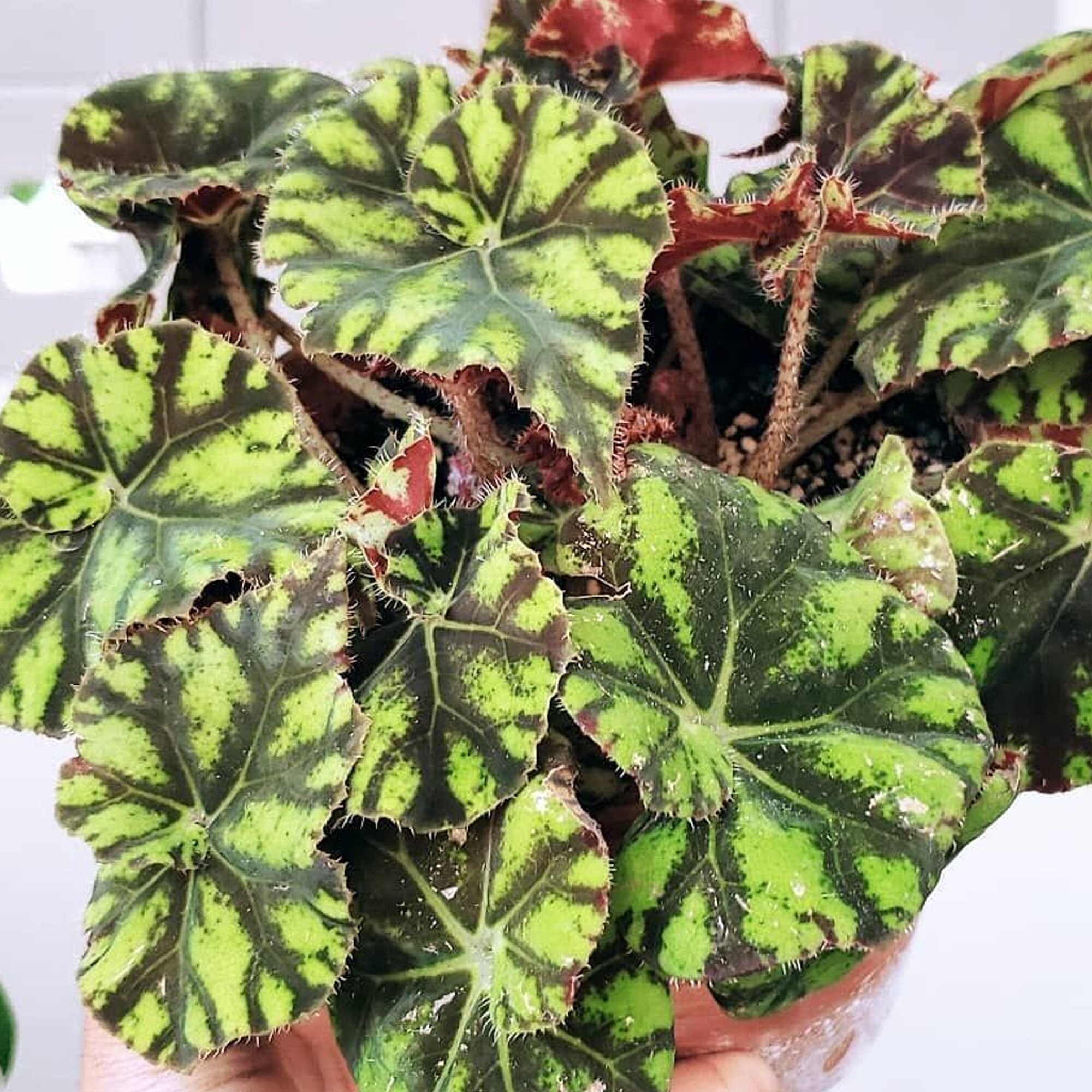 Begonia Rex Zumba King Begonia Home or Office Plant 2030cm Etsy UK