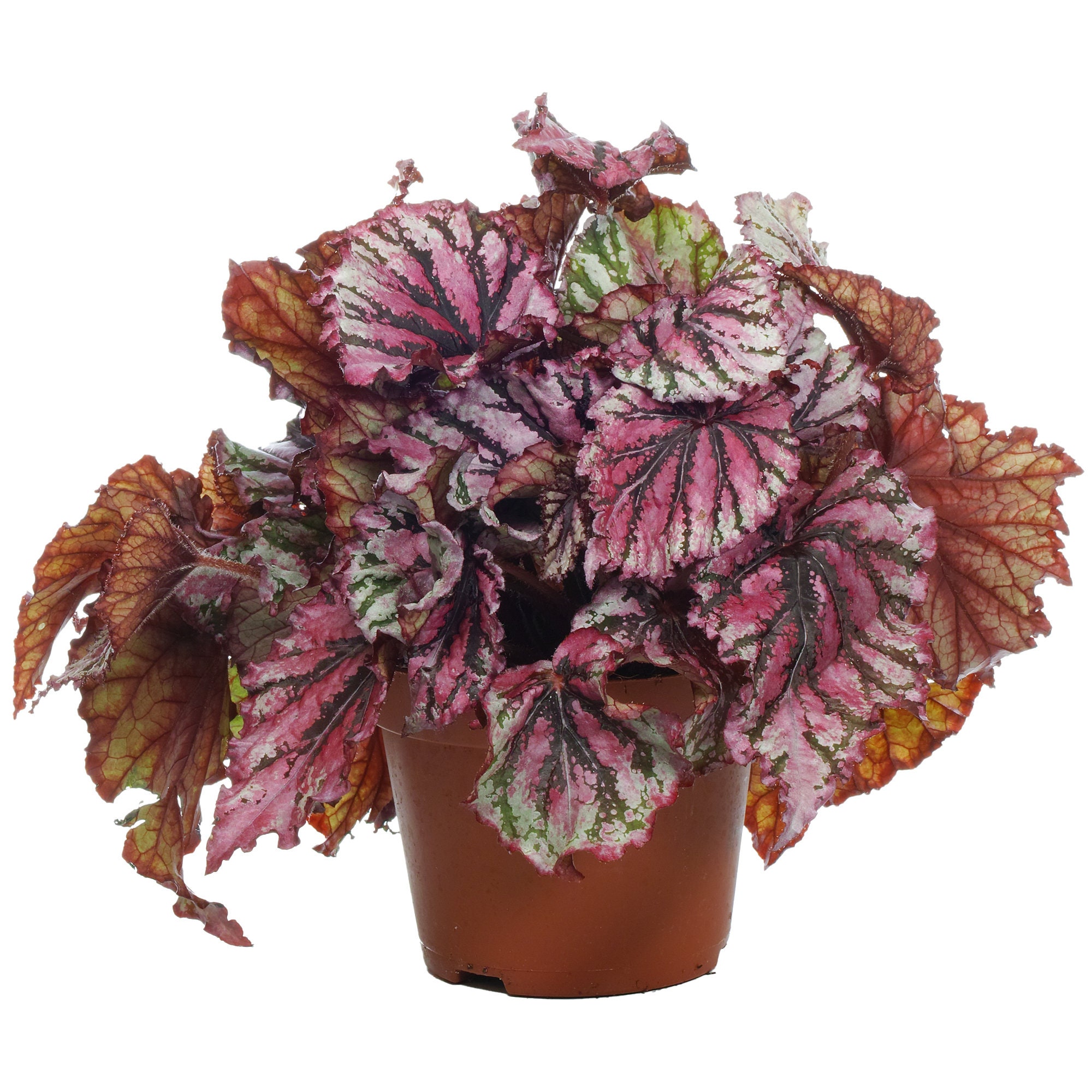 Begonia rex Lambada / King Begonia Planta para el hogar o la - Etsy México