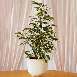 May include: A variegated ficus plant with green and white leaves in a white ceramic pot with a wavy design. The plant is sitting on a wooden table in front of a pink curtain.