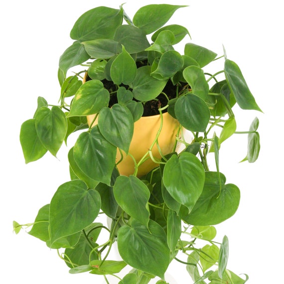 1 x Philodendron scandens for Sale | Indoor Sweetheart Plant in Hanging  Basket - Etsy sterreich