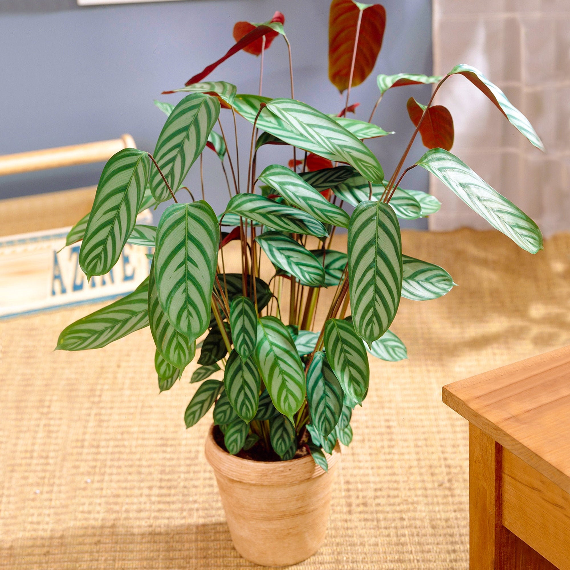 calathea lancifolia kaufen Calathea lancifolia 'Insignis' main image 0