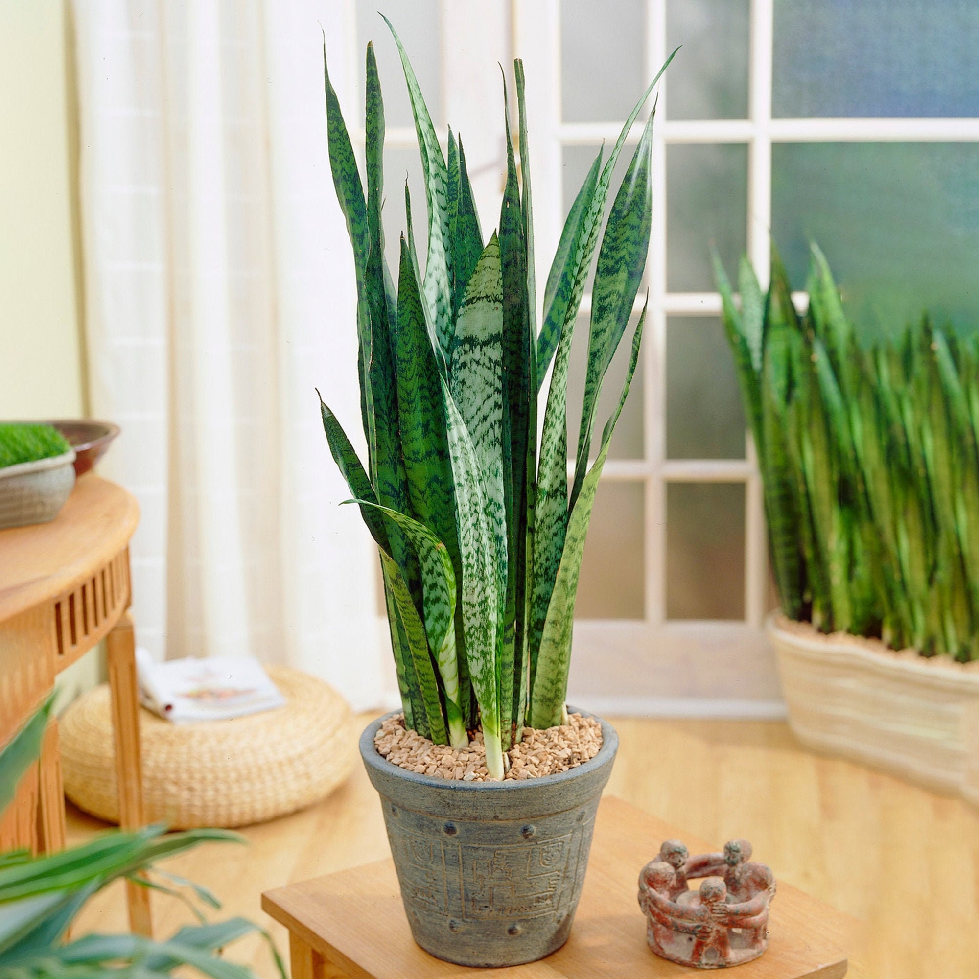 buy philodendron xanadu online Xanadu Philodendron