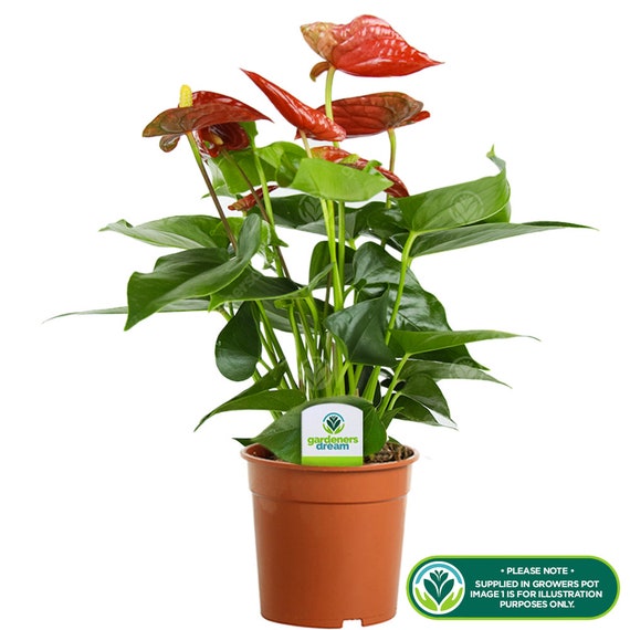 Laceleaf For Anthurium Home/Office Live Red Ceramic Etsy - Pot Plant Decorative x Schweiz In 1
