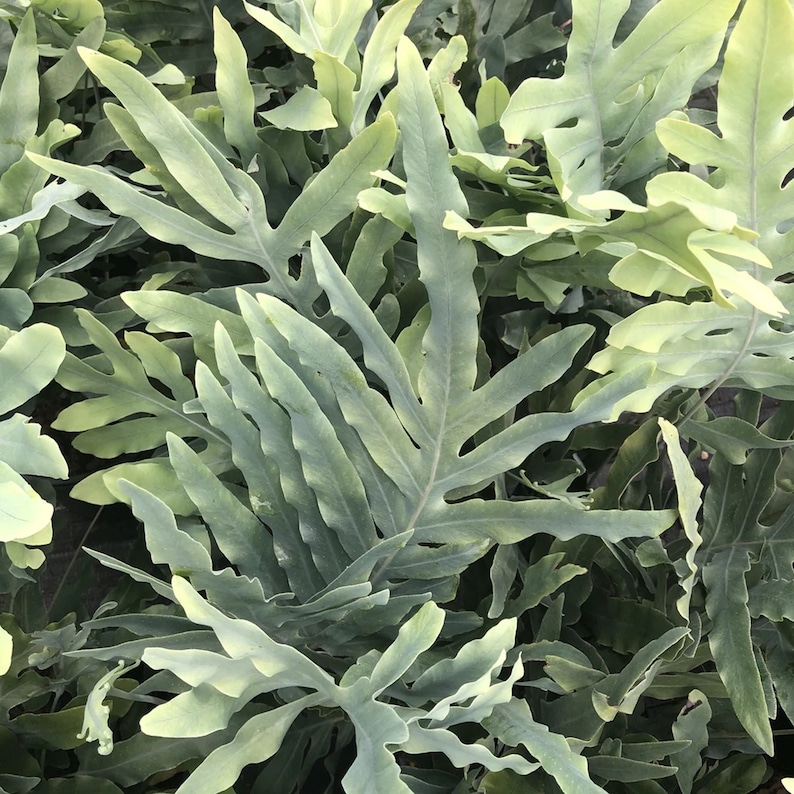 Phlebodium Blue Star Golden Polypody 25-35cm Potted Fern Plants for Sale image 2