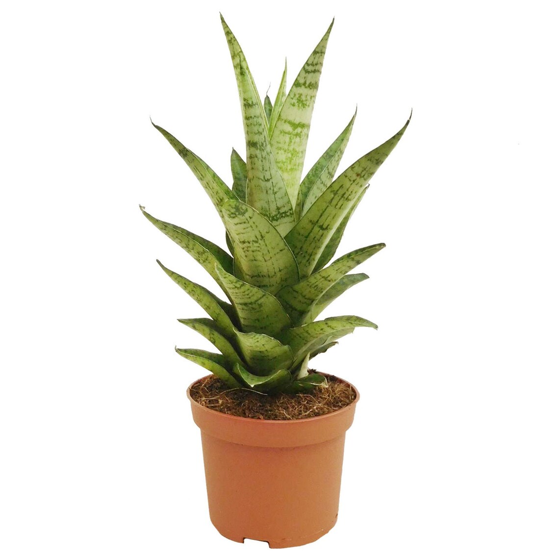 Sansevieria Tough Lady - Pianta Serpente Per Casa E Ufficio