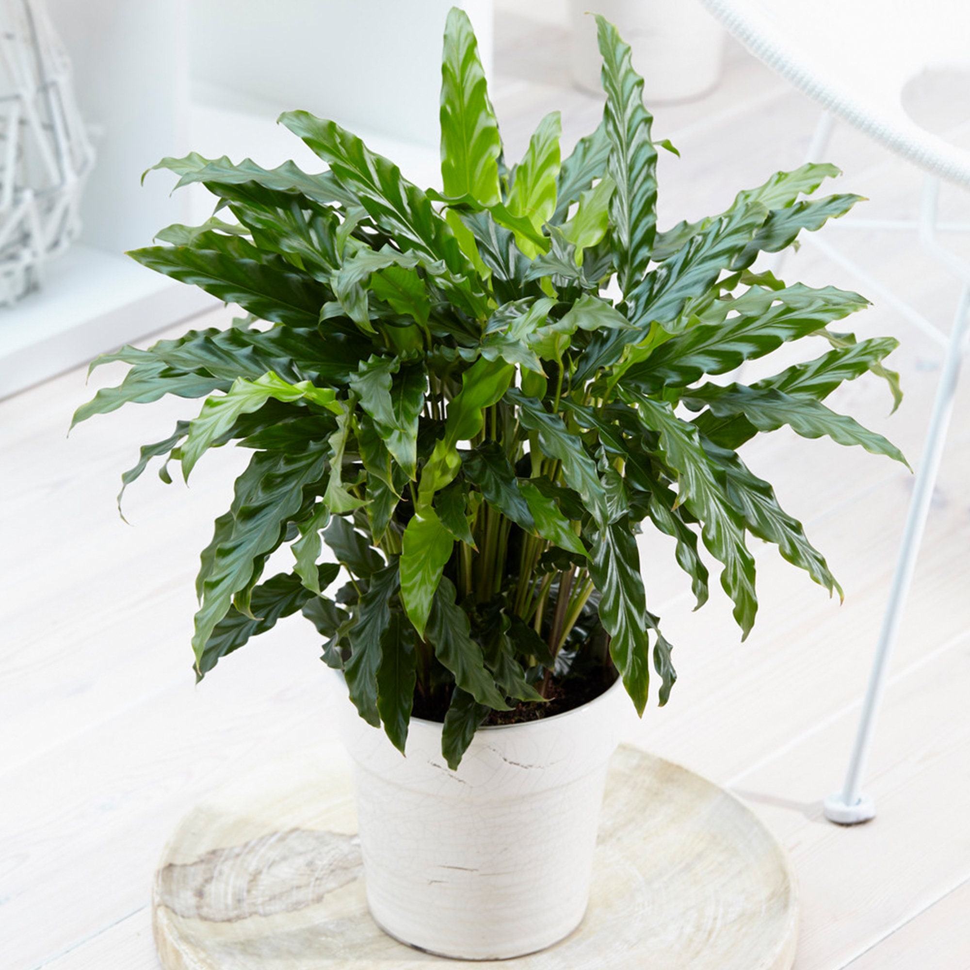 Calathea Blue Grass | 30-40cm Potted Prayer Plant | Houseplant for Sale UK  - Etsy UK