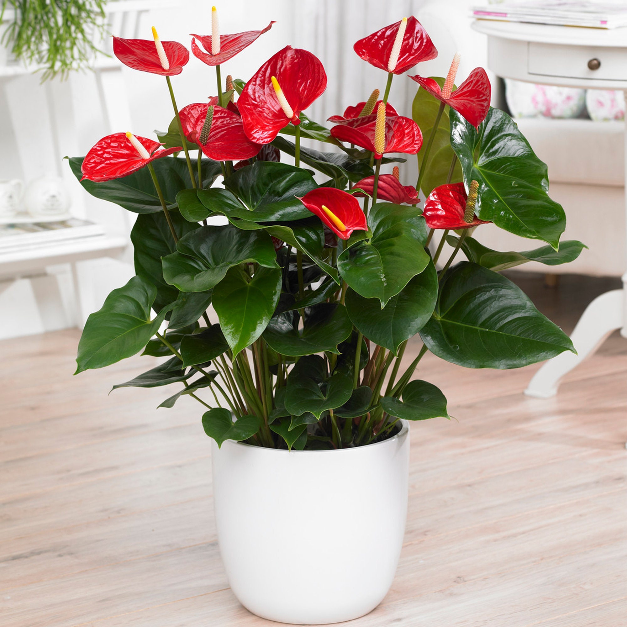 1 x Red Laceleaf Anthurium Decorative Live Plant In Ceramic Pot For  Home/Office - Etsy Schweiz