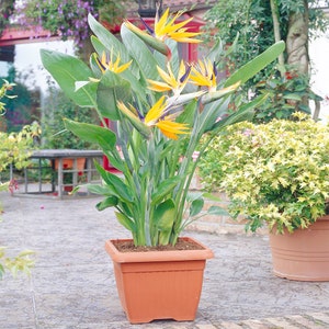 May include: A potted Bird of Paradise plant with multiple bright yellow and blue flowers in a terracotta pot. The plant is in a garden setting with other plants in the background.