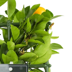 Lemon & Orange Tree Combo Fresh Live Indoor Citrus House Plants in 12 cm Pots Bild 2