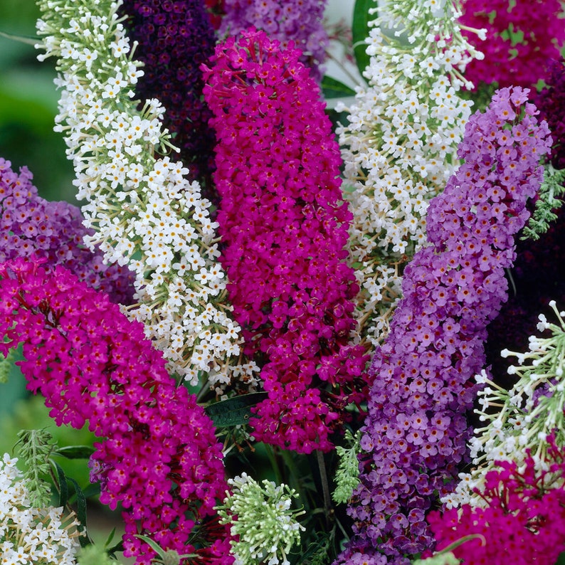 Buddleia Tricolour 3 x 9cm Pots Butterfly Bush Mixed Colours Healthy Garden Plant image 2