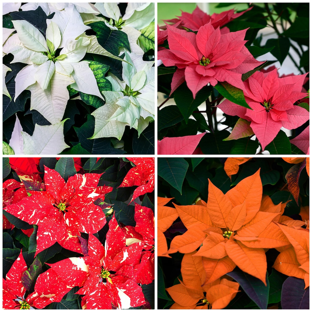 Poinsettia Plant Real Festive Christmas House Plants Indoor Potted