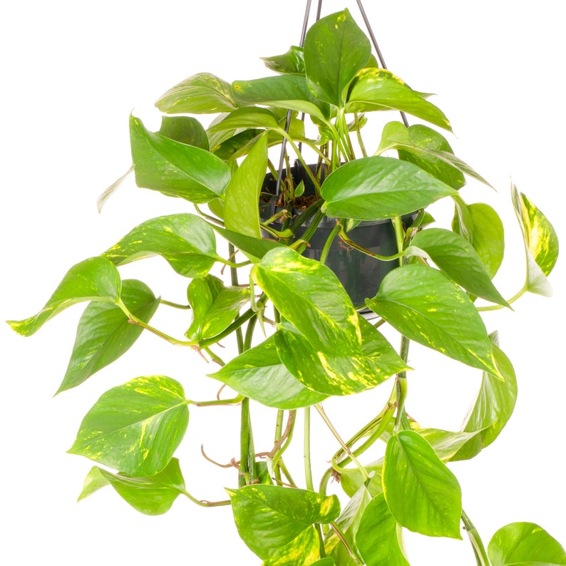 Epipremnum Aureum Hanging Indoor Hardy Plant Devil's Ivy Houseplant image 4