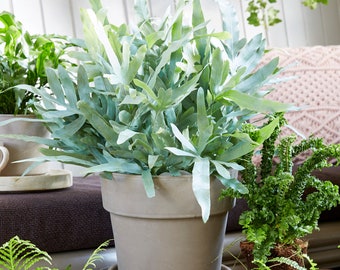Potted Phlebodium Blue Star | Best Indoor Plants | Evergreen 25-35cm Potted Fern