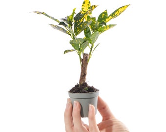 Baby Gold Dust Croton Plant Codiaeum Aucubaefolia Evergreen Houseplant Gift