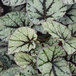 Begonia rex Fedor King Begonia Home Office Plant 20-30cm Incl Pot image 2