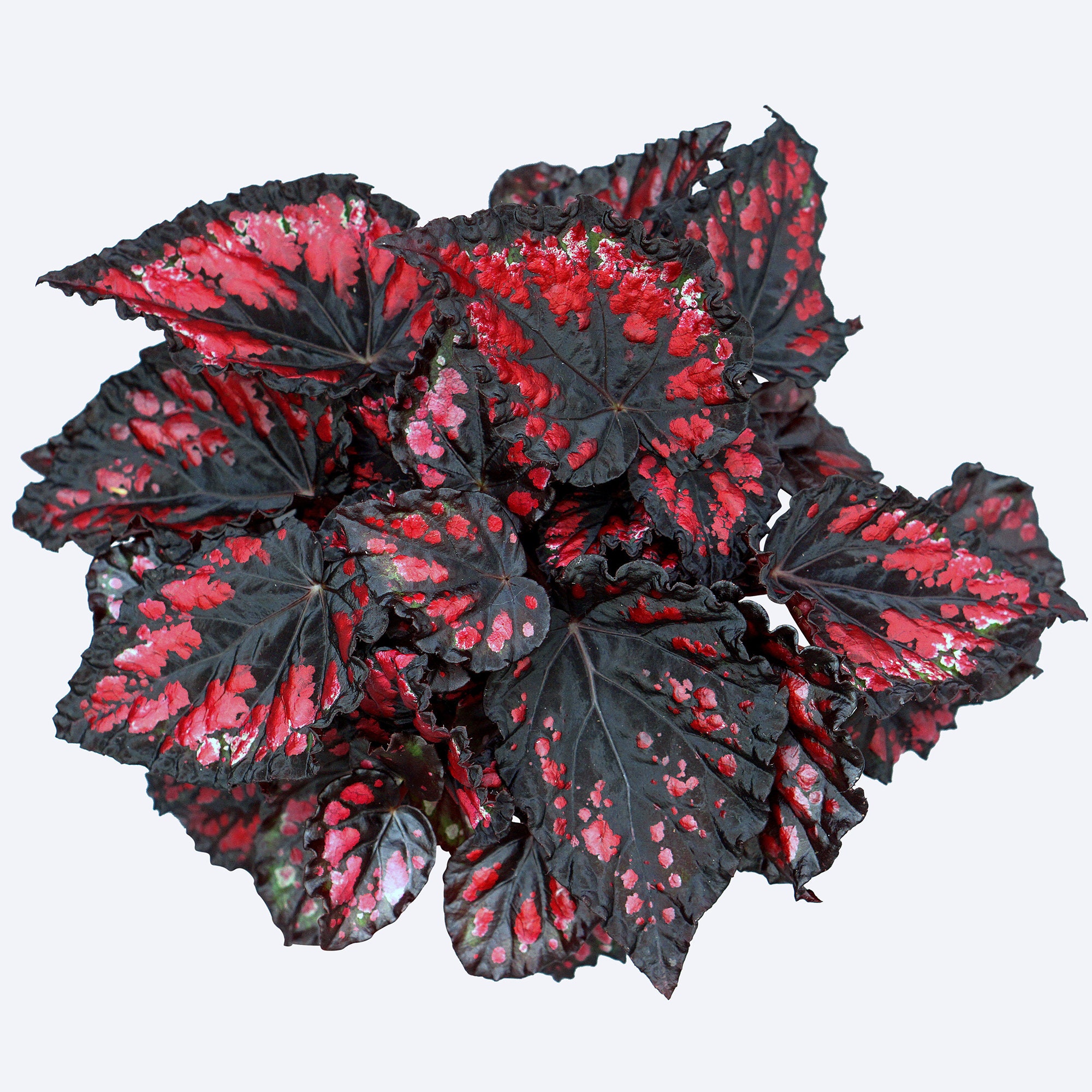 Begonia Rex Etna Unique Indoor King Begonia Home Office Etsy Singapore