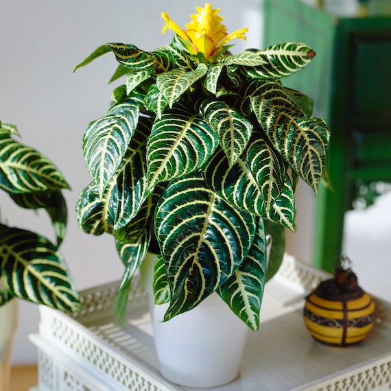 zebra plant care uk