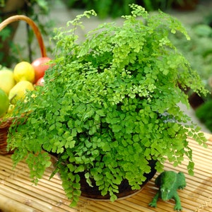 May include: A lush green fern plant in a brown pot, with delicate fronds cascading over the edges. The plant is sitting on a woven bamboo surface.