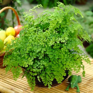 Adiantum raddianum Maidenhair Fern Decorative Indoor House Plant In 12cm Pot image 1