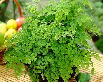 Adiantum raddianum Maidenhair Fern - Decorative Indoor House Plant In 12cm Pot