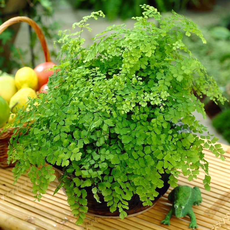 Adiantum raddianum Maidenhair Fern Decorative Indoor House Plant In 12cm Pot image 1