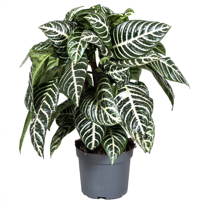 1 x Aphelandra squarrosa Vert Cadeau de plante zèbre d'intérieur en pot 25-35 cm en pot image 2