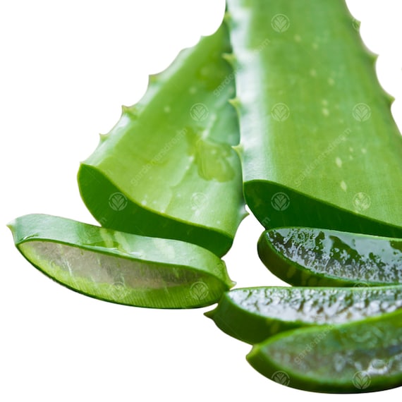 aloe vera gel as lubricant Water based lubricant gel_Aloe Vera – EXSENS main image 0