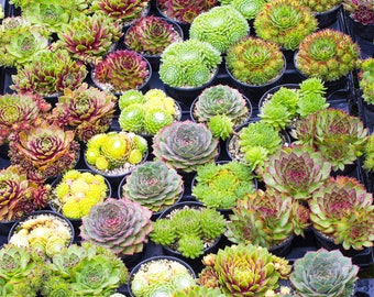 Sempervivum Mix | Houseleek 5-15cm Potted Succulent Plants for Sale