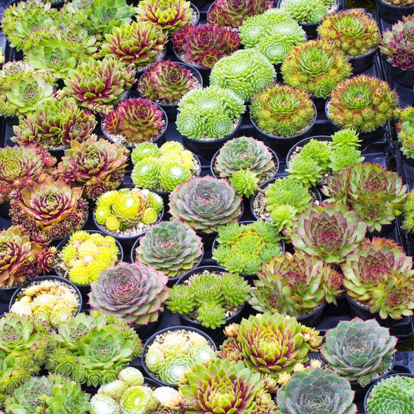 Sempervivum Mix | Houseleek 5-15cm Potted Succulent Plants for Sale