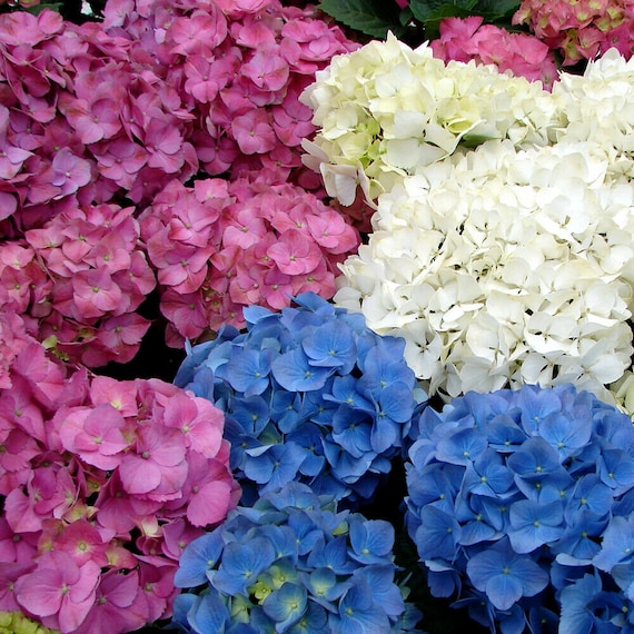 3 X HYDRANGEA MACROPHYLLA /'TELLER PINK/' DECIDUOUS SHRUB HARDY PLANT IN POT