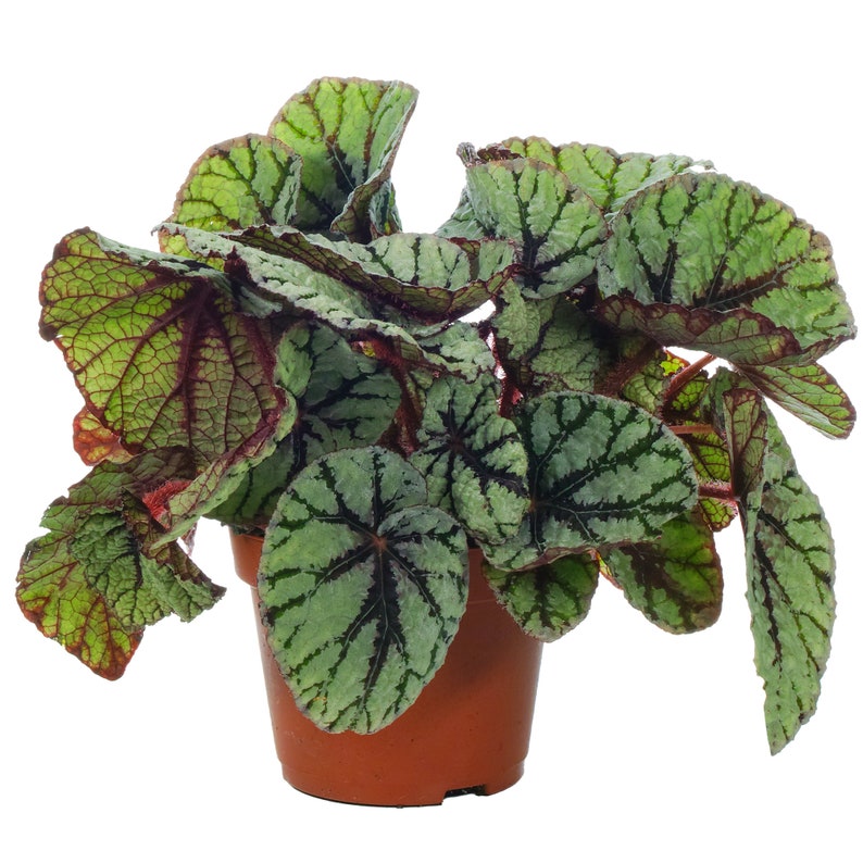 Begonia rex Fedor King Begonia Home Office Plant 20-30cm Incl Pot image 1