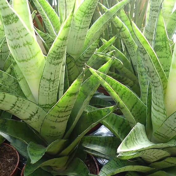 Evergreen Sansevieria Tough Lady | Potted Houseplant for Sale (30-40cm Incl  Pot) - Etsy Israel