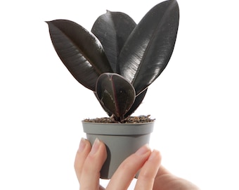 Peperomia Rotundifolia (Trailing Jade) – Pianta D'Appartamento Rampicante In Vaso 10-15 Cm – Facile Da Curare Per Piccoli Spazi - 2