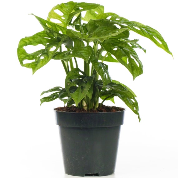 Monstera Obliqua Monkey Leaf Potted Indoor Plant Houseplant for Homes &  Offices - Etsy Israel