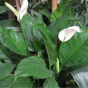 May include: A peace lily plant with large, dark green leaves and white flowers. The plant is in a pot and is growing in a lush, tropical environment.