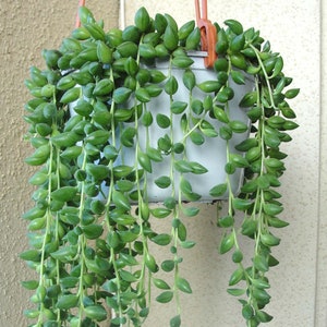 1 x Senecio Herreianus Trailing Indoor Succulent Plant 20-30cm Incl. Pot image 2