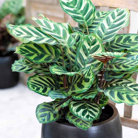 casa calathea Calathea Exotica