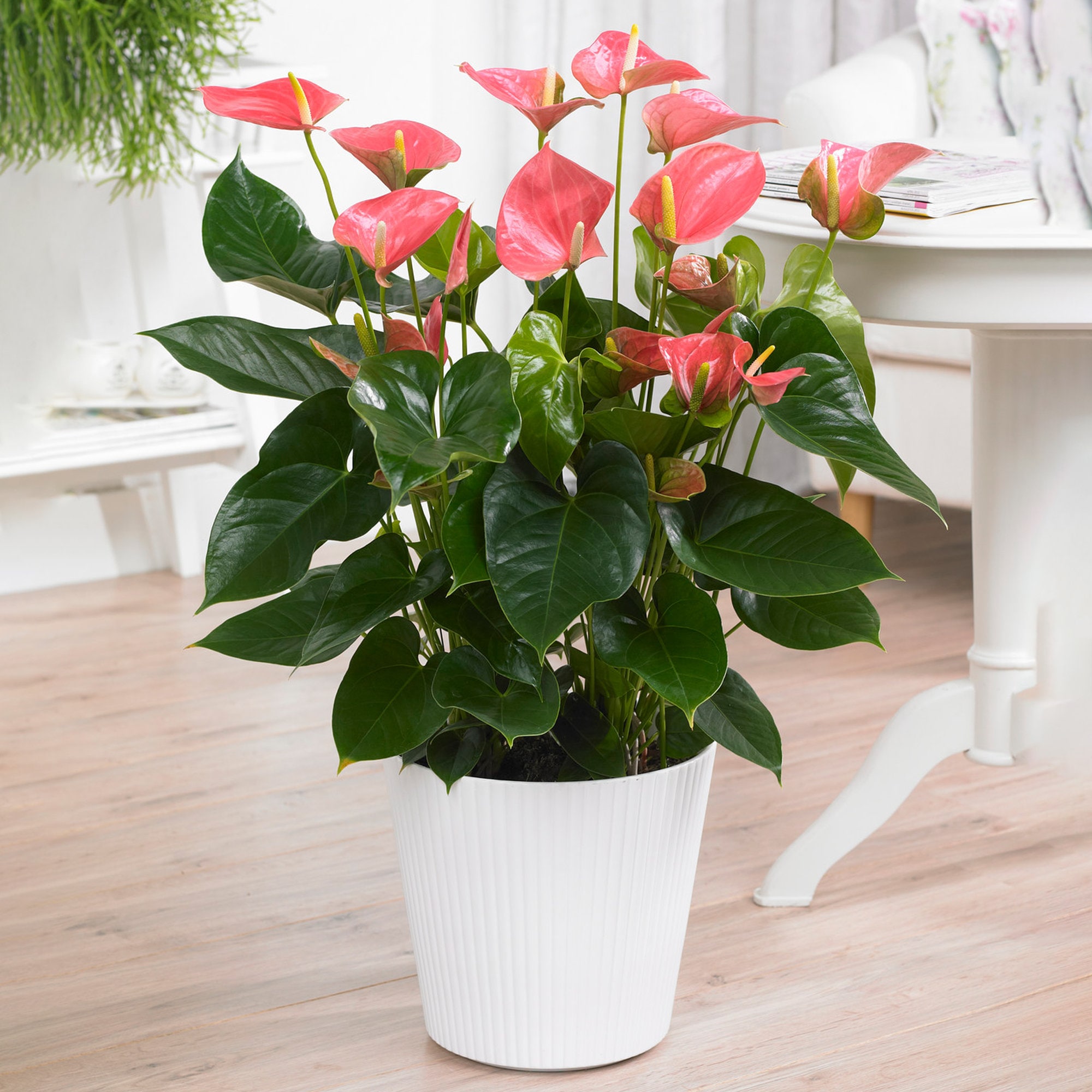 Pink Anthurium Laceleaf Colourful Indoor Flowering House Plant | 13cm Pot -  Etsy Israel