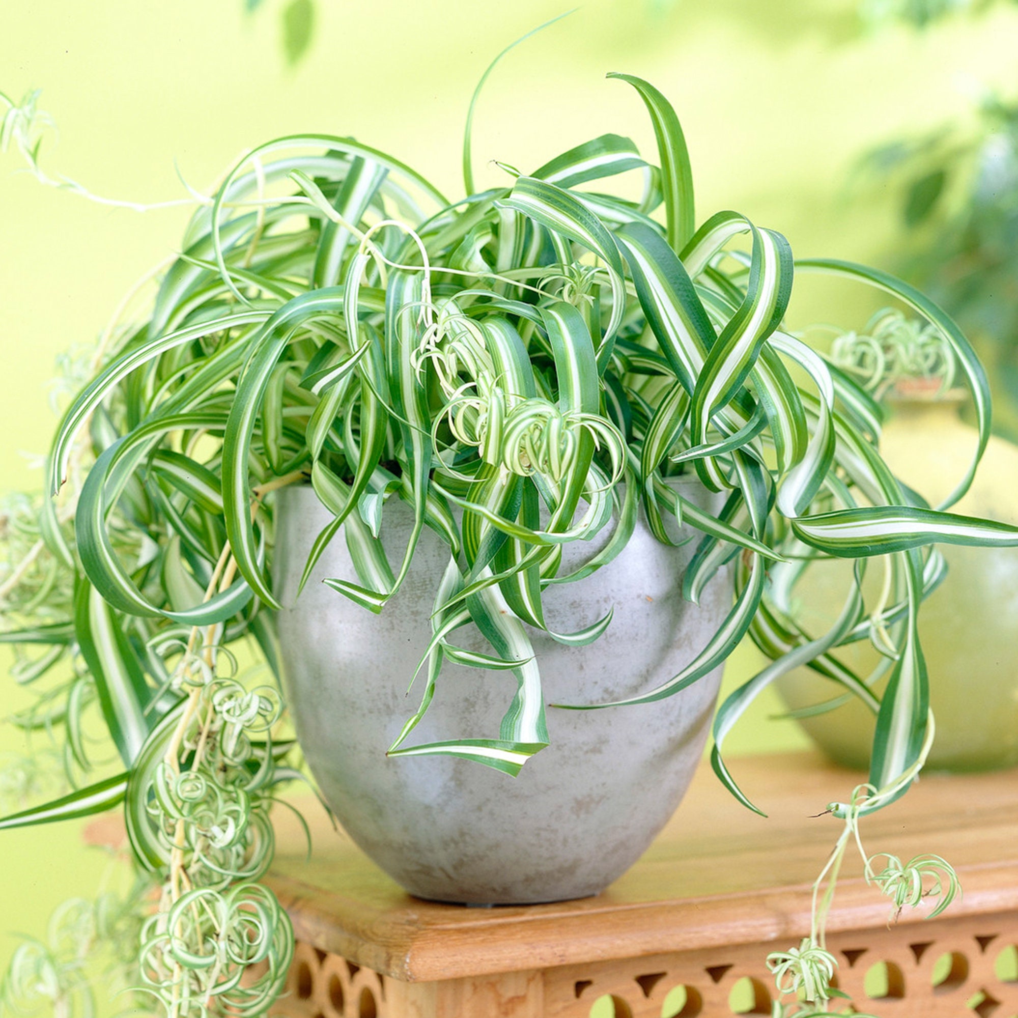 extra large money tree Money Tree | Indoor Plants main image 0
