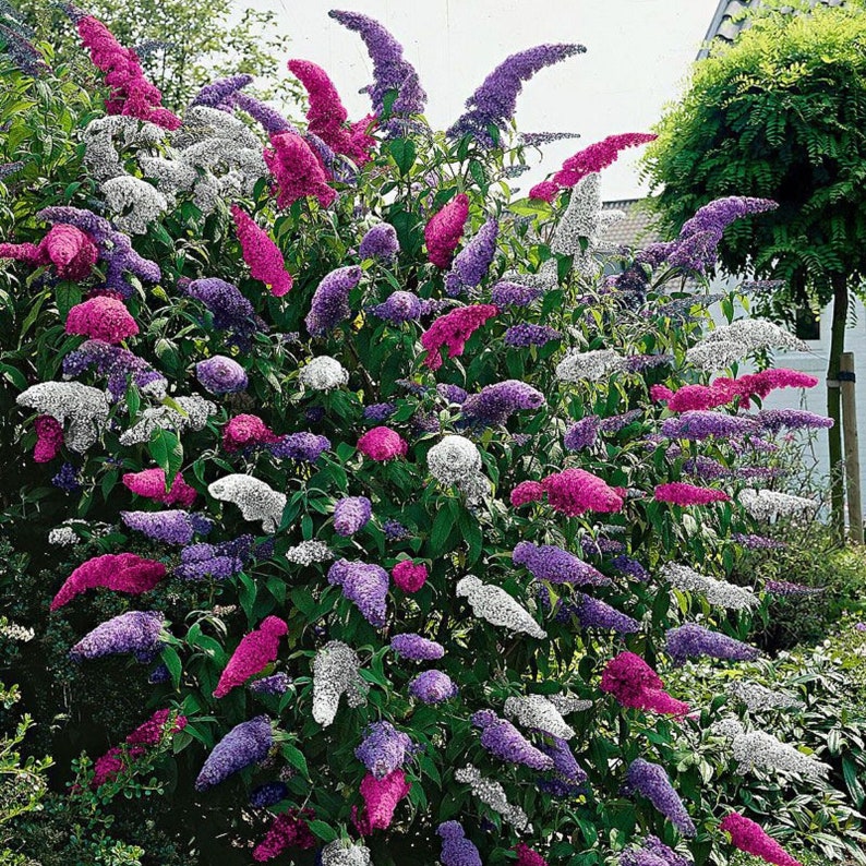 Buddleia Tricolour 3 x 9cm Pots Butterfly Bush Mixed Colours Healthy Garden Plant image 3