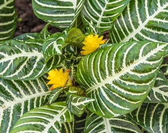 Aphelandra Green - Zebra Plant | Best Indoor Plants | 25-35cm Potted Plant